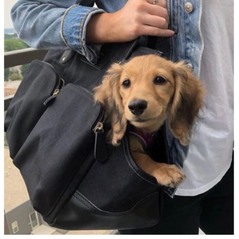 Django waxed dog carrier in Black